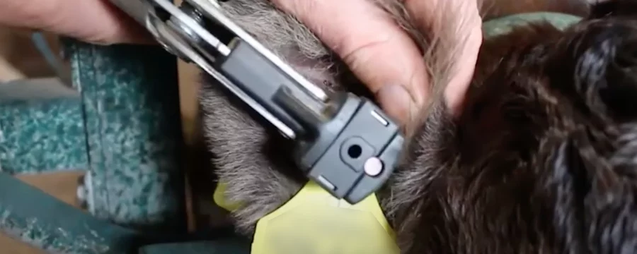 A farmer performing an ear mutilation on a cow